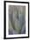 USA, California, Morro Bay. Backlit agave leaves.-Jaynes Gallery-Framed Premium Photographic Print