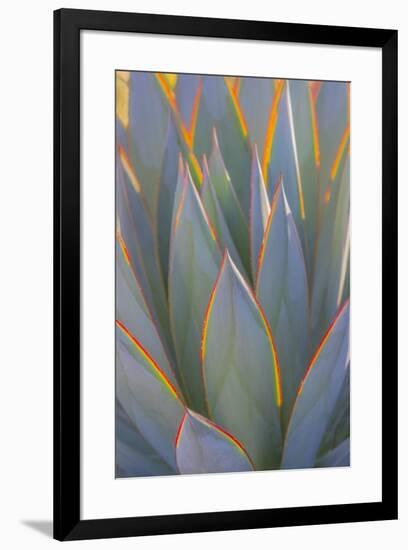 USA, California, Morro Bay. Backlit agave leaves.-Jaynes Gallery-Framed Premium Photographic Print