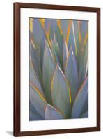 USA, California, Morro Bay. Backlit agave leaves.-Jaynes Gallery-Framed Premium Photographic Print