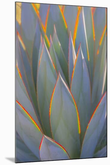 USA, California, Morro Bay. Backlit agave leaves.-Jaynes Gallery-Mounted Premium Photographic Print