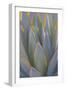 USA, California, Morro Bay. Backlit agave leaves.-Jaynes Gallery-Framed Photographic Print