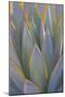USA, California, Morro Bay. Backlit agave leaves.-Jaynes Gallery-Mounted Photographic Print
