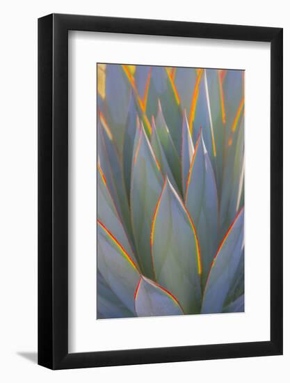 USA, California, Morro Bay. Backlit agave leaves.-Jaynes Gallery-Framed Photographic Print