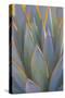 USA, California, Morro Bay. Backlit agave leaves.-Jaynes Gallery-Stretched Canvas