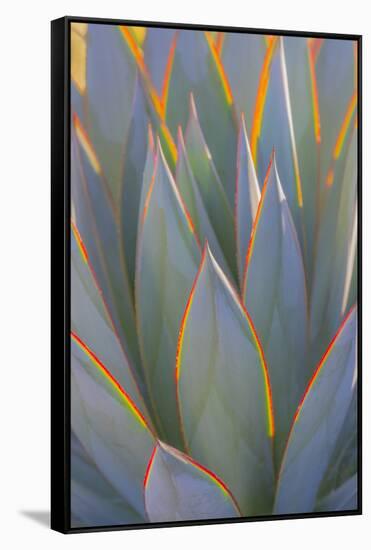 USA, California, Morro Bay. Backlit agave leaves.-Jaynes Gallery-Framed Stretched Canvas