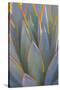 USA, California, Morro Bay. Backlit agave leaves.-Jaynes Gallery-Stretched Canvas