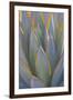 USA, California, Morro Bay. Backlit agave leaves.-Jaynes Gallery-Framed Photographic Print