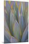 USA, California, Morro Bay. Backlit agave leaves.-Jaynes Gallery-Mounted Photographic Print