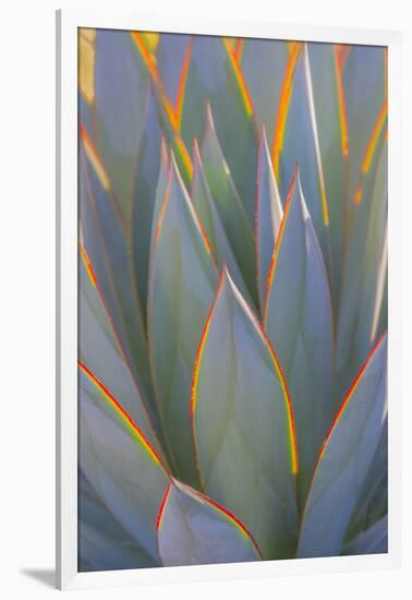 USA, California, Morro Bay. Backlit agave leaves.-Jaynes Gallery-Framed Photographic Print