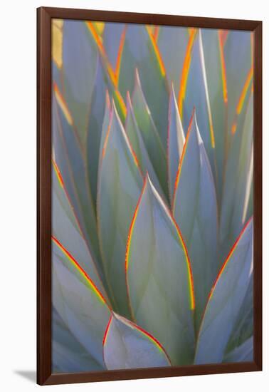 USA, California, Morro Bay. Backlit agave leaves.-Jaynes Gallery-Framed Photographic Print