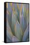 USA, California, Morro Bay. Backlit agave leaves.-Jaynes Gallery-Framed Stretched Canvas