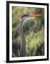 USA, California, Morro Bay State Park. Great blue heron close-up.-Jaynes Gallery-Framed Photographic Print