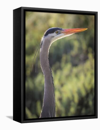 USA, California, Morro Bay State Park. Great blue heron close-up.-Jaynes Gallery-Framed Stretched Canvas