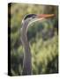 USA, California, Morro Bay State Park. Great blue heron close-up.-Jaynes Gallery-Stretched Canvas