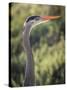 USA, California, Morro Bay State Park. Great blue heron close-up.-Jaynes Gallery-Stretched Canvas