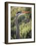 USA, California, Morro Bay State Park. Great blue heron close-up.-Jaynes Gallery-Framed Photographic Print