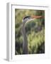 USA, California, Morro Bay State Park. Great blue heron close-up.-Jaynes Gallery-Framed Photographic Print