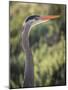 USA, California, Morro Bay State Park. Great blue heron close-up.-Jaynes Gallery-Mounted Photographic Print