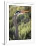 USA, California, Morro Bay State Park. Great blue heron close-up.-Jaynes Gallery-Framed Photographic Print