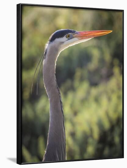 USA, California, Morro Bay State Park. Great blue heron close-up.-Jaynes Gallery-Framed Photographic Print