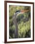 USA, California, Morro Bay State Park. Great blue heron close-up.-Jaynes Gallery-Framed Photographic Print