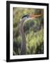 USA, California, Morro Bay State Park. Great blue heron close-up.-Jaynes Gallery-Framed Photographic Print