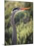 USA, California, Morro Bay State Park. Great blue heron close-up.-Jaynes Gallery-Mounted Photographic Print