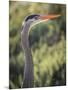 USA, California, Morro Bay State Park. Great blue heron close-up.-Jaynes Gallery-Mounted Photographic Print