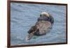 USA, California, Morro Bay State Park. Sea Otter mother resting on water.-Jaynes Gallery-Framed Photographic Print