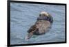 USA, California, Morro Bay State Park. Sea Otter mother resting on water.-Jaynes Gallery-Framed Photographic Print