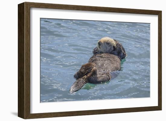 USA, California, Morro Bay State Park. Sea Otter mother resting on water.-Jaynes Gallery-Framed Photographic Print