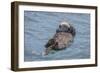 USA, California, Morro Bay State Park. Sea Otter mother resting on water.-Jaynes Gallery-Framed Photographic Print