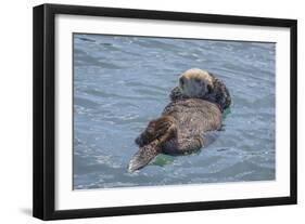 USA, California, Morro Bay State Park. Sea Otter mother resting on water.-Jaynes Gallery-Framed Photographic Print