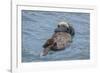 USA, California, Morro Bay State Park. Sea Otter mother resting on water.-Jaynes Gallery-Framed Photographic Print