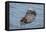 USA, California, Morro Bay State Park. Sea Otter mother resting on water.-Jaynes Gallery-Framed Stretched Canvas