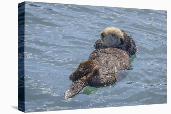 USA, California, Morro Bay State Park. Sea Otter mother resting on water.-Jaynes Gallery-Stretched Canvas