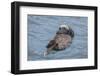 USA, California, Morro Bay State Park. Sea Otter mother resting on water.-Jaynes Gallery-Framed Photographic Print