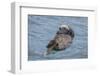 USA, California, Morro Bay State Park. Sea Otter mother resting on water.-Jaynes Gallery-Framed Photographic Print