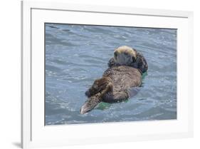 USA, California, Morro Bay State Park. Sea Otter mother resting on water.-Jaynes Gallery-Framed Premium Photographic Print