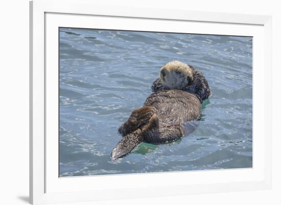 USA, California, Morro Bay State Park. Sea Otter mother resting on water.-Jaynes Gallery-Framed Premium Photographic Print