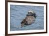 USA, California, Morro Bay State Park. Sea Otter mother resting on water.-Jaynes Gallery-Framed Premium Photographic Print