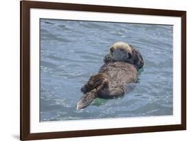 USA, California, Morro Bay State Park. Sea Otter mother resting on water.-Jaynes Gallery-Framed Premium Photographic Print