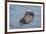 USA, California, Morro Bay State Park. Sea Otter mother resting on water.-Jaynes Gallery-Framed Premium Photographic Print