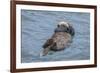 USA, California, Morro Bay State Park. Sea Otter mother resting on water.-Jaynes Gallery-Framed Premium Photographic Print