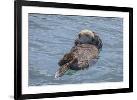 USA, California, Morro Bay State Park. Sea Otter mother resting on water.-Jaynes Gallery-Framed Premium Photographic Print