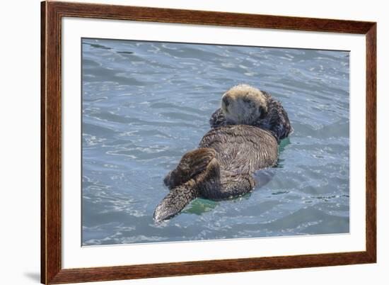 USA, California, Morro Bay State Park. Sea Otter mother resting on water.-Jaynes Gallery-Framed Premium Photographic Print