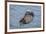 USA, California, Morro Bay State Park. Sea Otter mother resting on water.-Jaynes Gallery-Framed Premium Photographic Print