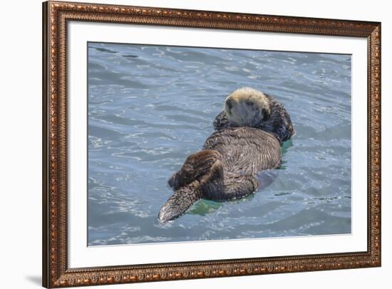 USA, California, Morro Bay State Park. Sea Otter mother resting on water.-Jaynes Gallery-Framed Premium Photographic Print