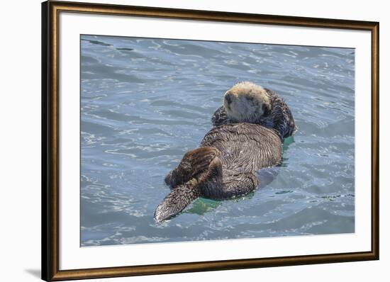 USA, California, Morro Bay State Park. Sea Otter mother resting on water.-Jaynes Gallery-Framed Premium Photographic Print