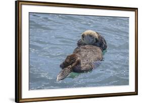 USA, California, Morro Bay State Park. Sea Otter mother resting on water.-Jaynes Gallery-Framed Premium Photographic Print